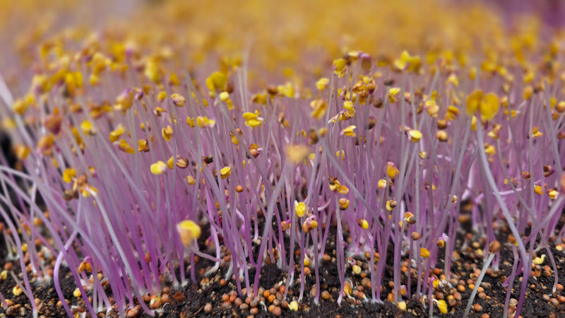 Kale microgreens tray