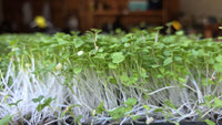 Arugula