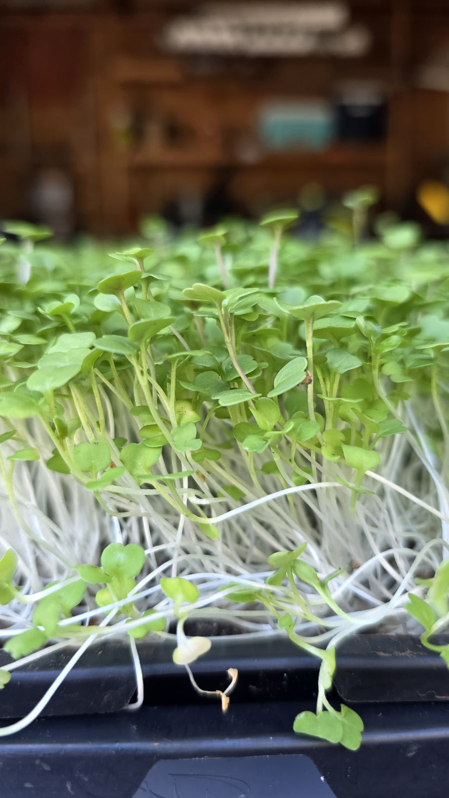 Arugula