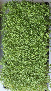 Arugula