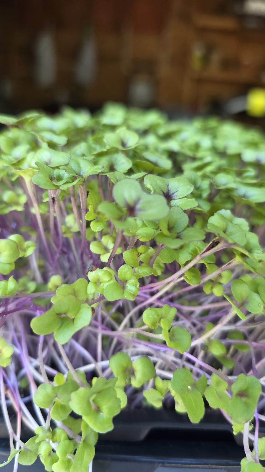 Kale