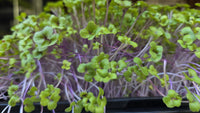 Kale
