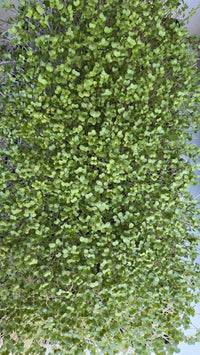 Kale