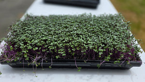 Red Cabbage