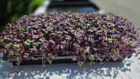 Red Radish