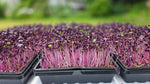 Red Radish