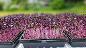 Red Radish